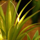 BEGONDIS Set of 3 LED Artificial Succulent Plants in Wooden Box – Fake Topiary Decor for Home, Office, Table Centerpiece, Valentine’s Day Gift - Image 5