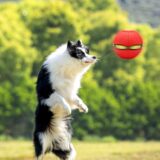 ICEBLUEOR 2-in-1 Dog Frisbee & Ball – Durable Toy for Training & Fetch - Image 4