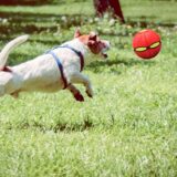 ICEBLUEOR 2-in-1 Dog Frisbee & Ball – Durable Toy for Training & Fetch - Image 3